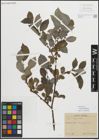 Foto von Salix myrsinifolia Salisb.